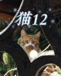 猫12色25色是什么意思
