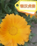 懒汉娶贤妻什么意思